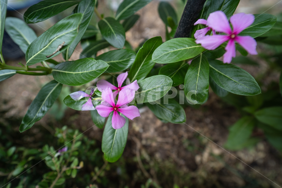 꽃,식물,flower,plant,botanical,식물,자연,plants,nature,꽃,flower