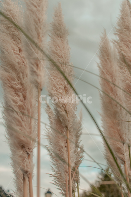 갈대,식물,잔디,plant,가을,감성사진,가을,계절,fall,autumn,season