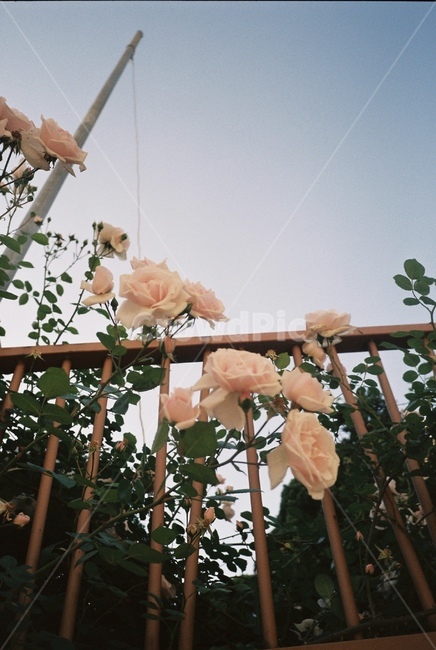 자연,감성,감성사진,장미,장미꽃,꽃,필름,필름카메라,필름사진,film,filmcamera,nature,rose,flower,plant,sensible,color,colorsensitivity,emotional,feeling