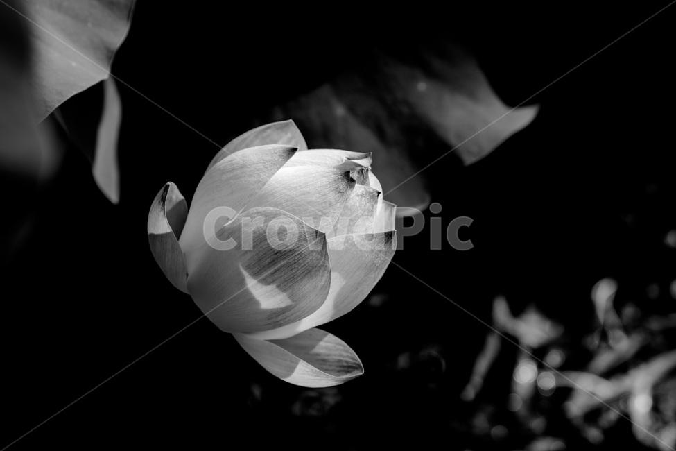 연잎,문양,무늬,연못,연꽃봉오리,식물,자연,plants,nature,꽃,flower,흑백,모노톤,monochrome,black and white