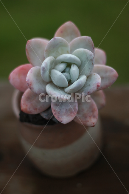 라우이,다육식물,다육,다육화분,예쁜다육,실내용화초,화분,화초,house plant