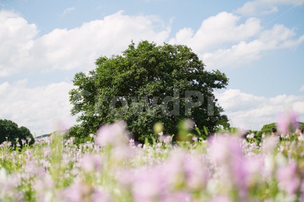 경주,첨성대,나무,꽃,하늘,식물,구름,자연,풍경,nature,landscape,감성,sensible,feeling,grassland,목초지,outdoors,옥외,field,들