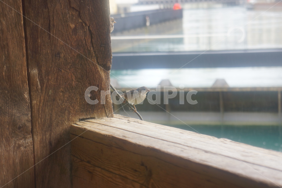 참새,treesparrow,목조다리,woodenbridge,kapellbrücke,rain,동물,animal,조류,새,birds