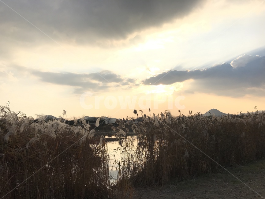 역광,석양,저수지,저습지,갈대,갈대밭,자연,자연,풍경,nature,landscape,grass,잔디,plant,식물