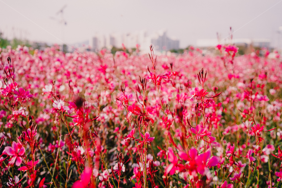 plant,식물,blossom,꽃,flower,빨간꽃,red,식물,자연,plants,nature,꽃,flower