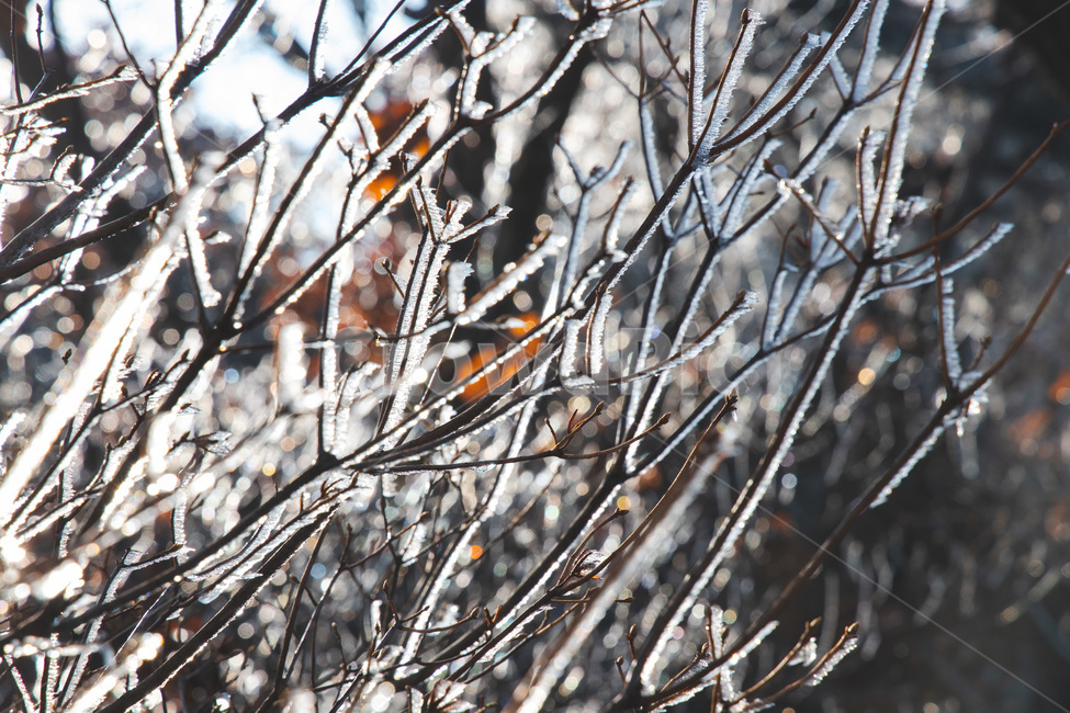 자연,눈,나뭇가지,얼음,등산,nature,ice,빙,outdoors,옥외,snow,겨울,계절,winter,season