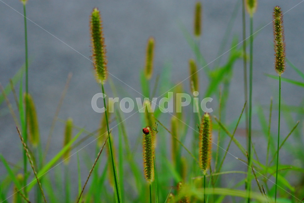 plant,식물,강아지풀,무당벌레,grass,잔디,식물,자연,plants,nature