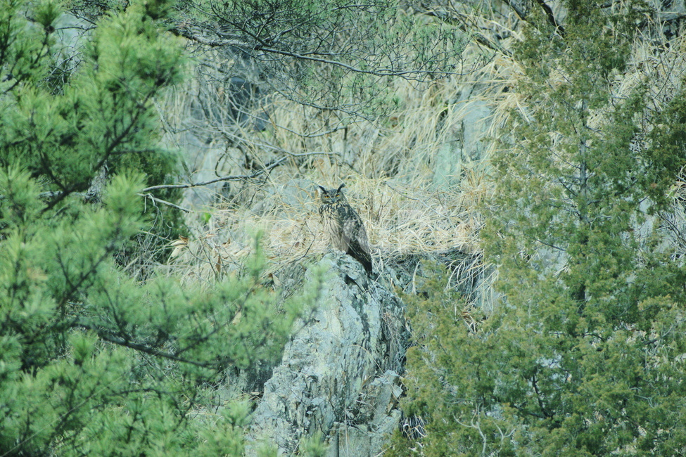 수리부엉이,조류,맹금류,천연기념물,새,동물,animal,조류,새,birds