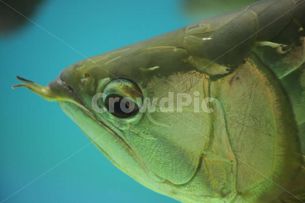 아로아나,아로와나,열대어,물고기,arowana,tropicalfish,동물,animal,어류,물고기,fish