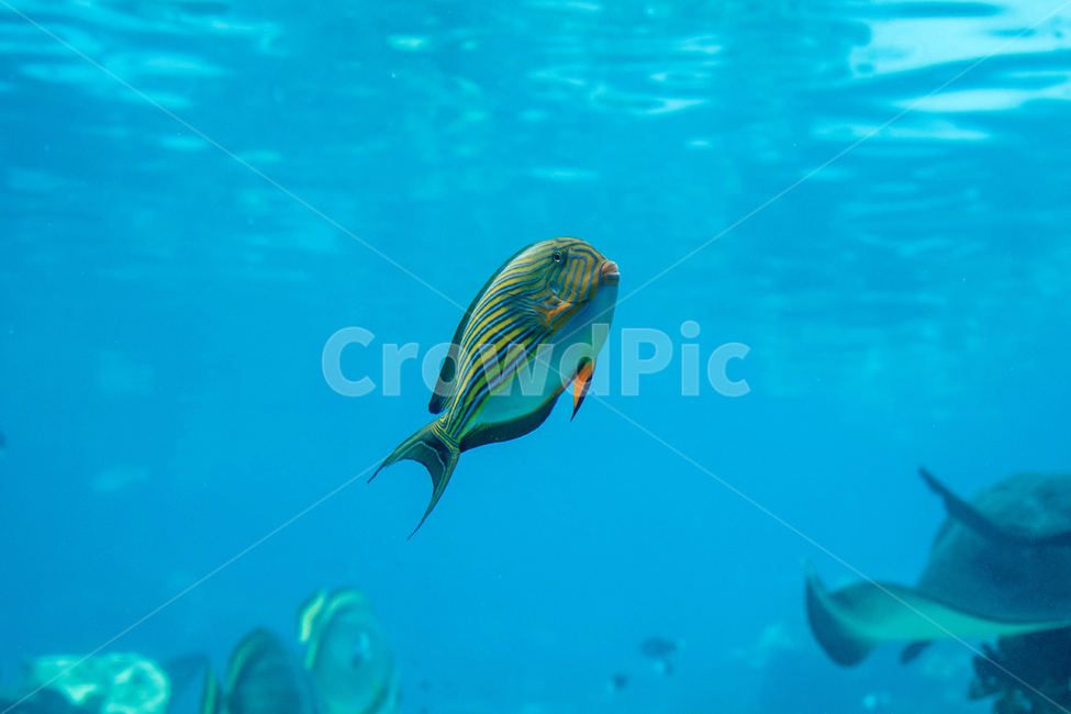바다,열대,수족관,아쿠아리움,물고기,sea,fish,tropical,열대어,생선,헤엄,swim,바다생물,동물,sealife,animal,어류,어류,물고기,fish