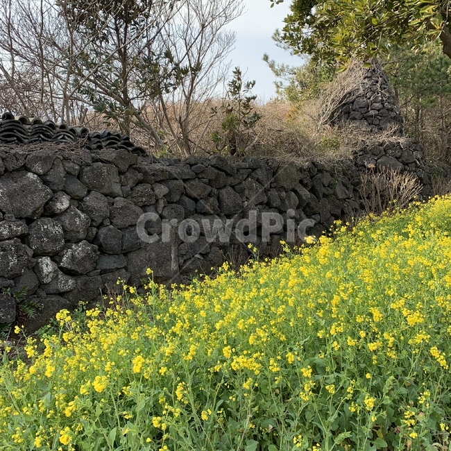 유채꽃,노란꽃,노란색,꽃밭,봄