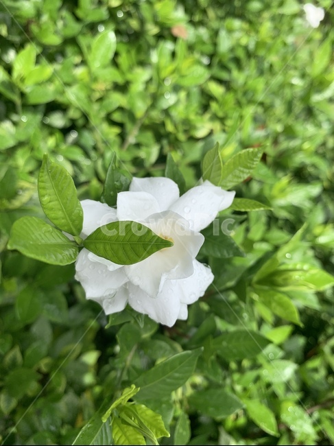 꽃,자연,풍경,하얀꽃,흰색꽃