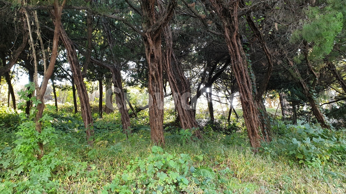숲,나무,나무줄기,자연,식물,생태계,산책,풍경,트레킹,옥외,땅,작은숲,삼림지,초목,nature,landscape,wood,vegetation,woodland,treetrunk,tree,plant,land,grove,forest,outdoor,힐링,healing,휴식,rest,trekking,감성,sensible