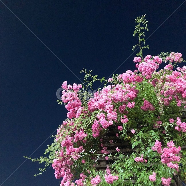 plant,식물,flower,blossom,꽃,장미,식물,자연,plants,nature,꽃,flower