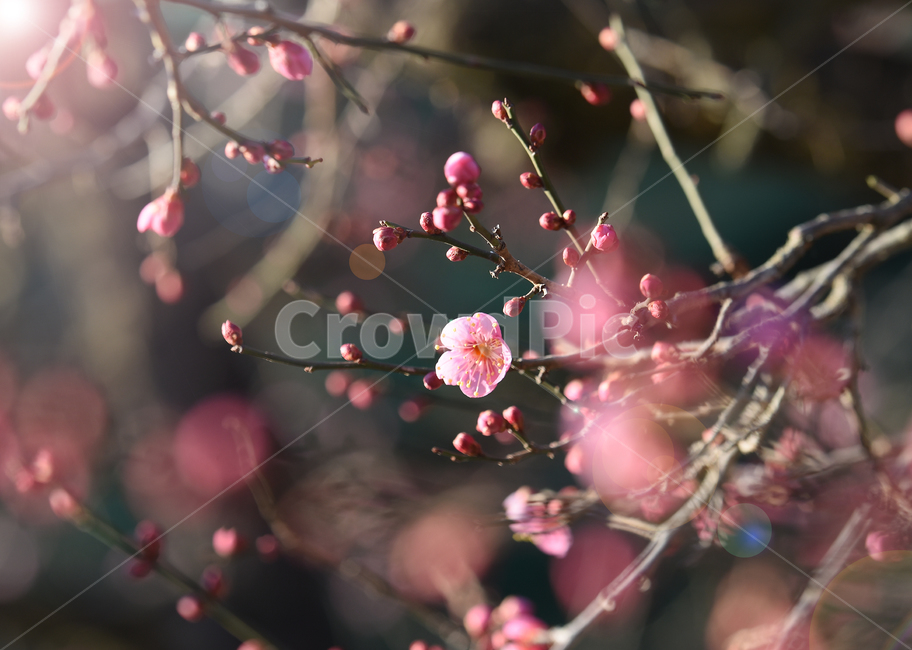 꽃,매화,봄,봄꽃,홍매화,korea,flower,감성사진,spring,봄,계절,spring,season,식물,자연,plants,nature,꽃,flower,plant,blossom