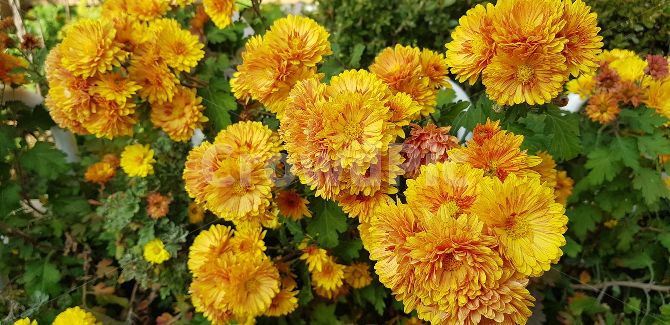꽃,plant,식물,blossom,가을,가을꽃,flower,식물,자연,plants,nature,꽃,flower