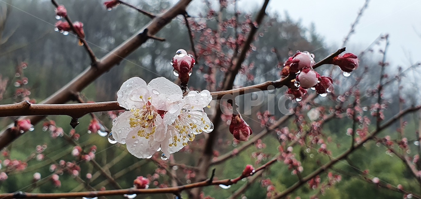 꽃,매화,식물,빗방울,plant,flower,blossom,cherryblossom,이슬,눈물,감성,감성사진