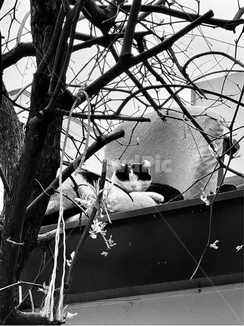 고양이,동물,지붕,여유,길,동물,animal,포유류,mammal,고양이,cat,kitten,kitty,흑백,모노톤,monochrome,black and white