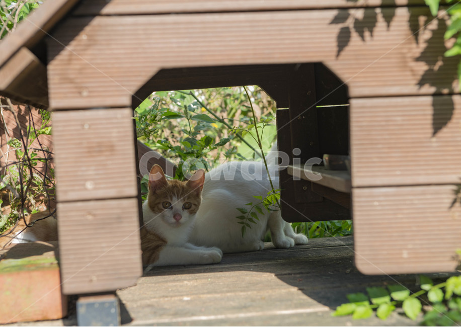 길고양이,고양이,급식소,새끼고양이,치즈태비,코리안숏헤어,동물,animal,고양이,cat,kitten,kitty