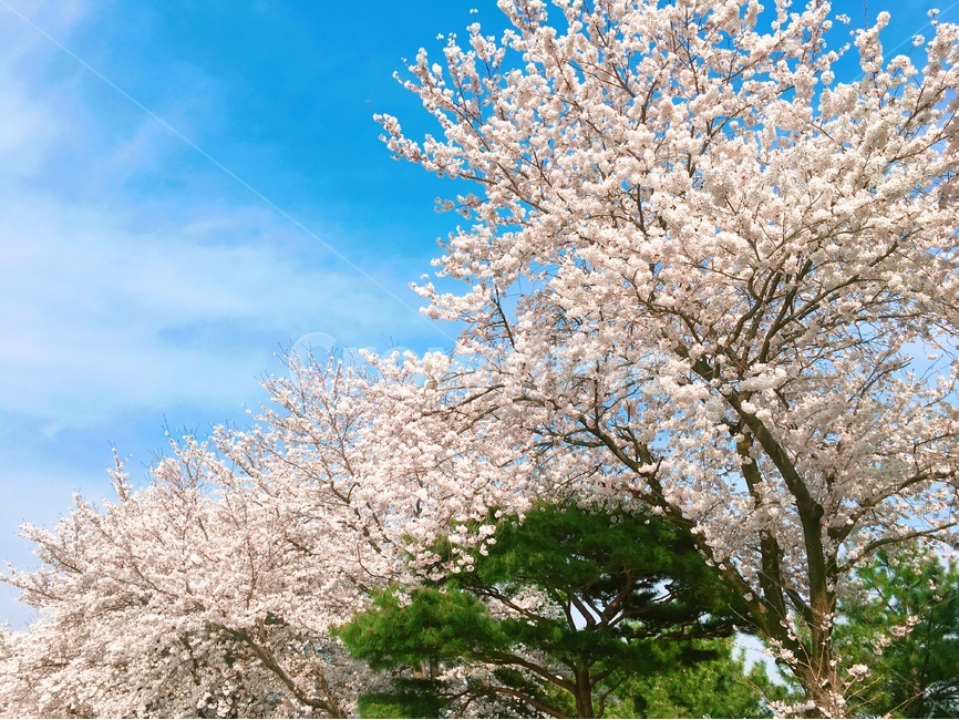 하늘,봄,벚꽃나무,벚꽃,감성,봄,계절,spring,season,식물,자연,plants,nature,꽃,flower,plant