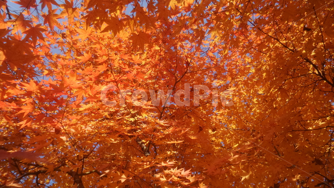 단풍,단풍나무,목련강,무환자나무목,관상수,낙엽활엽관목,정원수,붉은색단풍,가을,계절,fall,autumn,season,식물,자연,plants,nature,leaf,잎,plant,tree,나무,maple