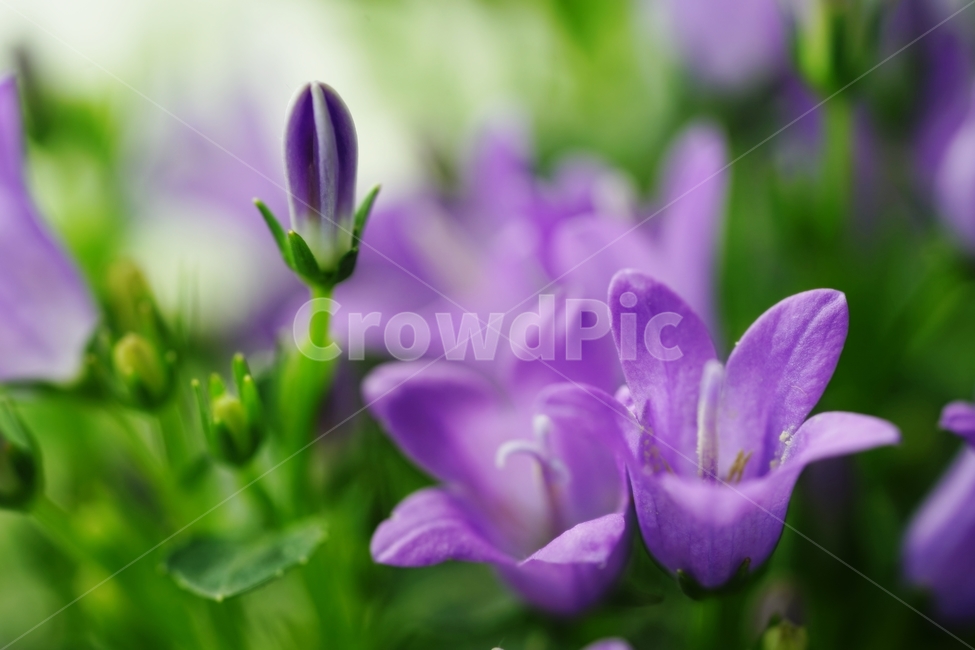 벨플라워,종꽃,봄꽃,화초,식물,자연,풍경,nature,landscape,식물,plants,꽃,flower,plant