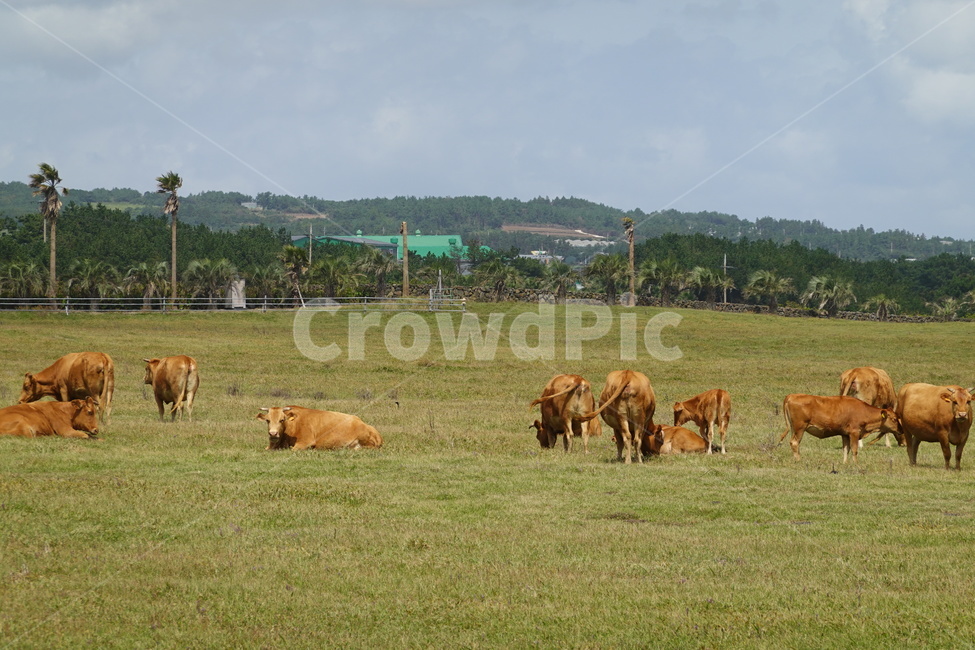 animal,mammal,cattle,cow,nature,outdoors,field,grassland,동물,포유류,가축,소,자연,옥외,들,목초지,들판,하늘