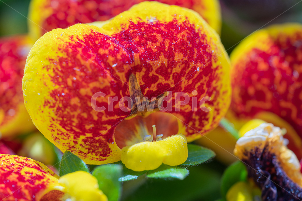 꽃,flower,식물,야생화,복주머니꽃,식물,자연,plants,nature