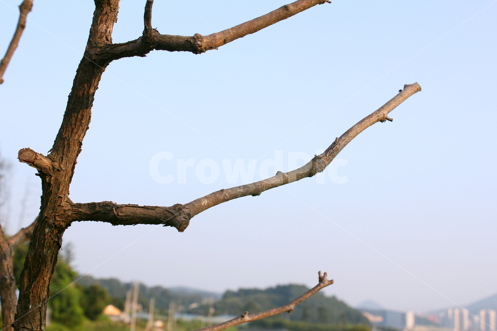 나무,나뭇가지,식물,자연,갈색,브라운,식물,자연,plants,nature,나무,trees,wood