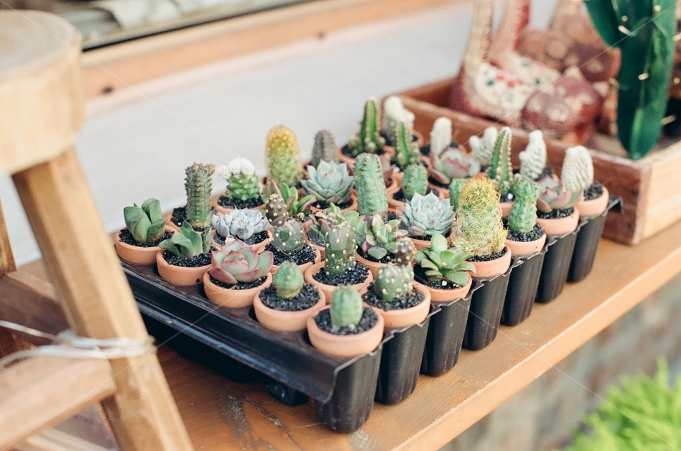필름카메라,필름사진,감성사진,익선동거리,다육이,실내용화초,화분,화초,house plant,감성,sensible,feeling