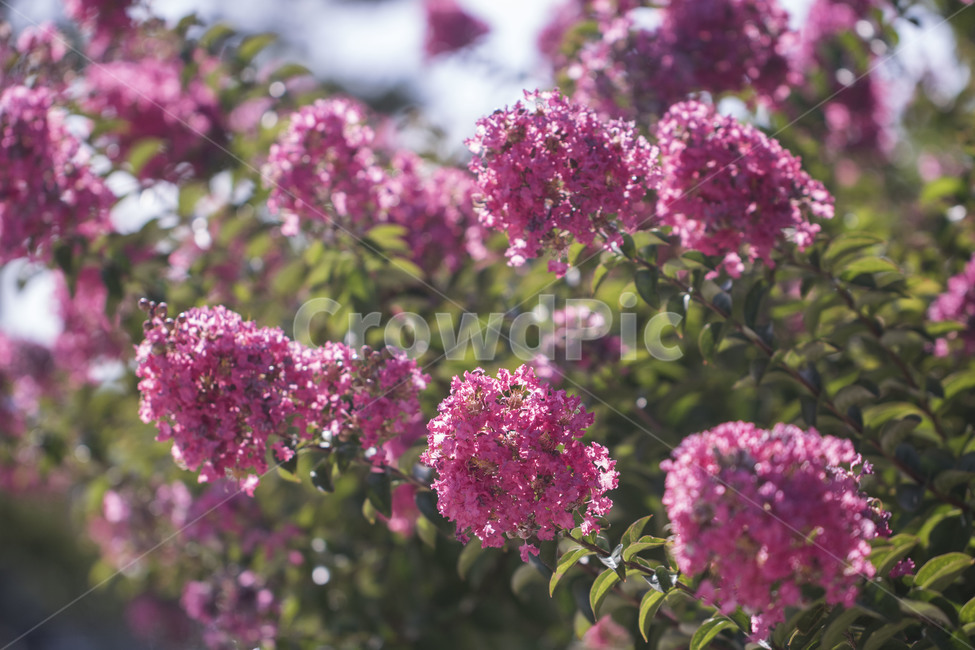 배롱나무,백일홍,꽃,꽃배경,배경,백그라운드,여름,자연,식물,자연,plants,nature,꽃,flower