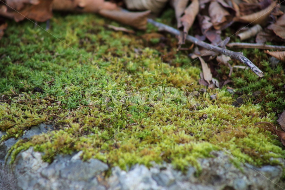 초록,이끼,식물,선태식물,moss,식물,자연,plants,nature