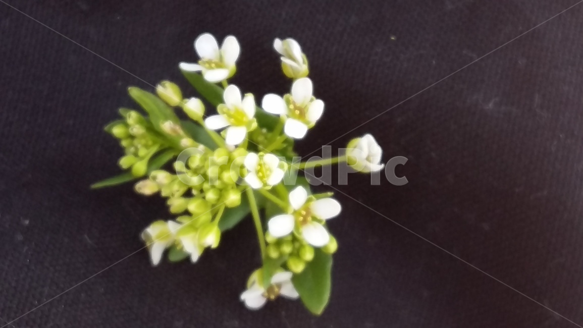 냉이,봄,꽃,냉이꽃,봄꽃,봄,계절,spring,season,식물,자연,plants,nature,꽃,flower,plant