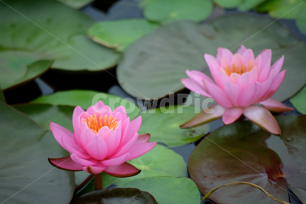 수련,분홍꽃,꽃,풍경,식물,식물,자연,plants,nature,꽃,flower