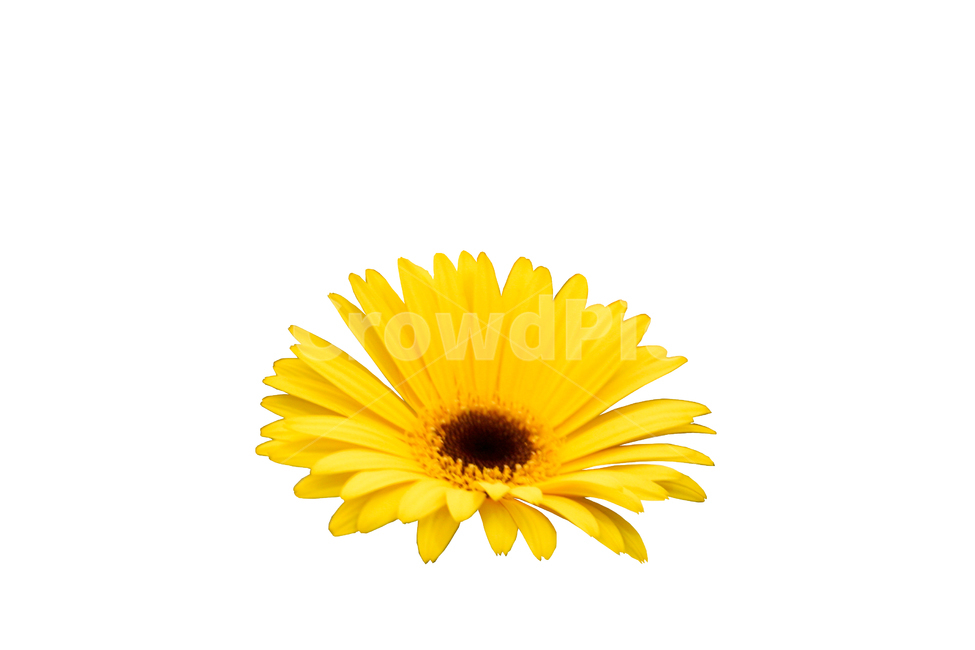 노란색꽃잎,꽃잎,꽃,식물,yellowflower,flower,petal,꽃,flower,누끼,remove background
