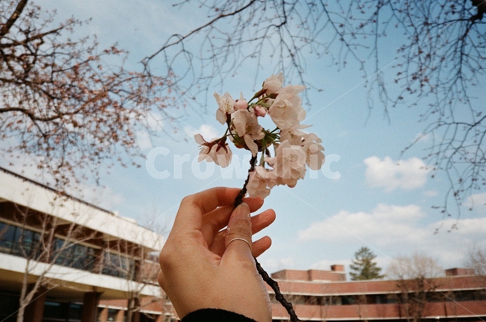벚꽃,봄,바람,사계절,spring,손