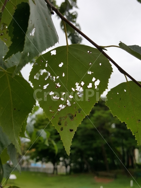 나뭇잎,나뭇잎구멍,벌레,하늘,식물,식물,자연,plants,nature
