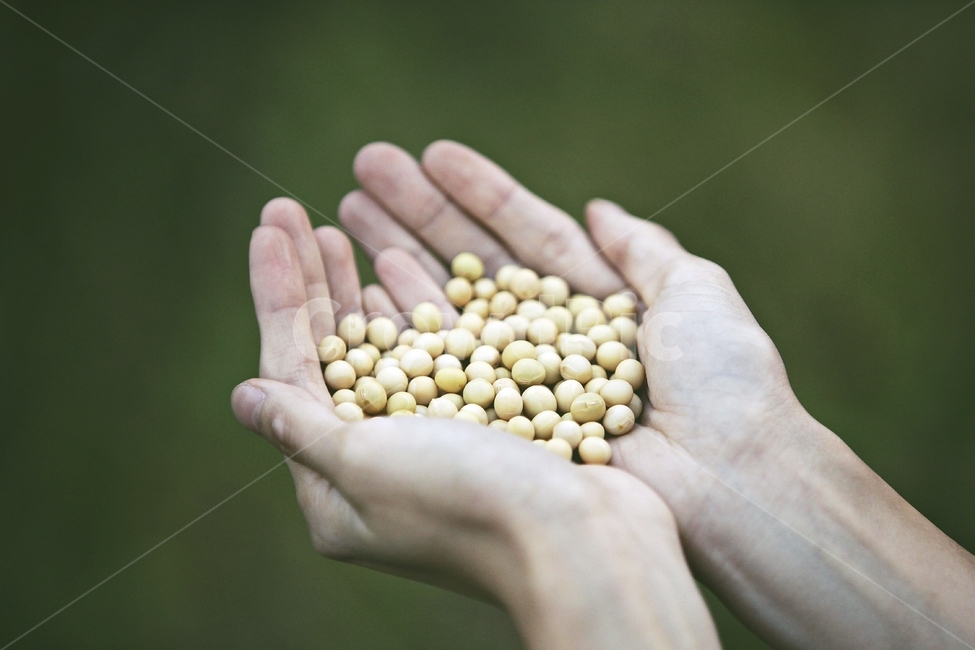 콩,정물사진,식재료,농산물,soybean,사람,인물,인간,human,person,신체일부,몸,body,콩류,견과류,beans,pulse,nuts,dry fruits