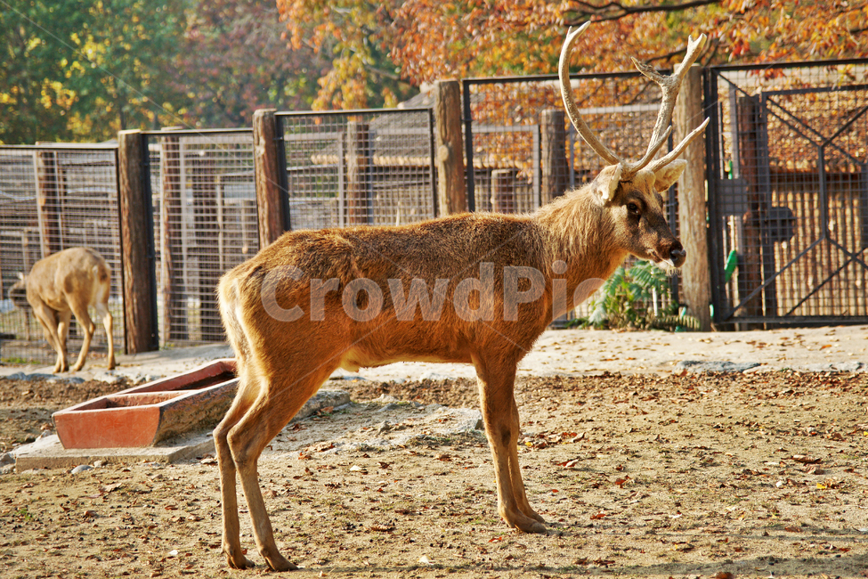 서울대공원,바라싱거,사슴과,우제목,초식성,인도북부,네팔남부,동물,animal,포유류,mammal