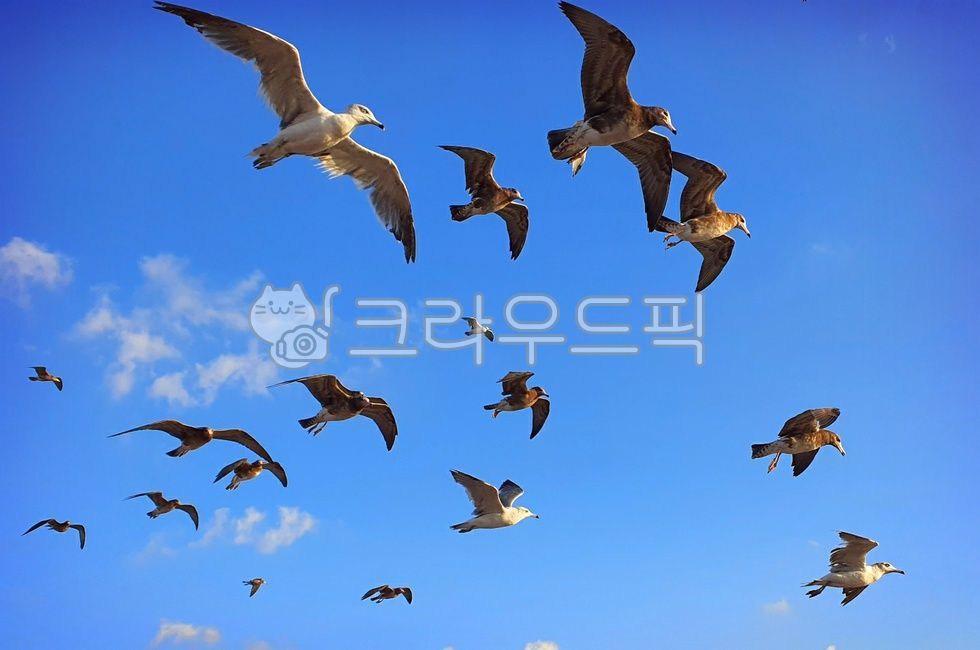 갈매기,인천바다,인천앞바다,갈매기때,갈매기새우깡,새