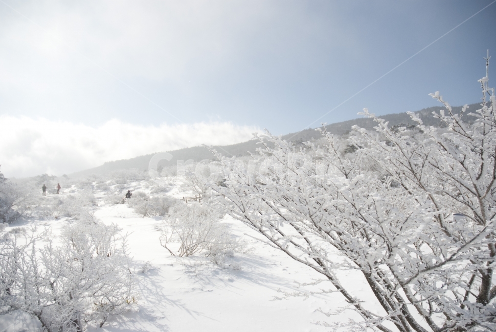 제주,한라산,제주도,자연,여행,설원,설경,눈,설산,숲,나무,풍경,숲속,산,등산,겨울,계절,겨울,계절,winter,season,자연,풍경,nature,landscape,outdoors,옥외,snow