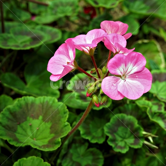 꽃,봄,자연,식물,flower,plant,floral,garden