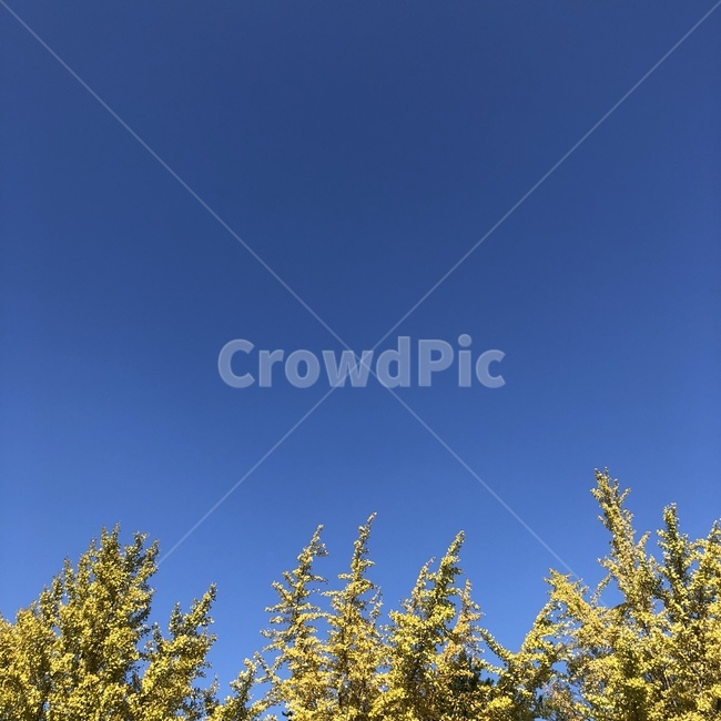 tree,나무,plant,식물,은행나무,가을,하늘,sky,autumn,fall,자연,풍경,nature,landscape