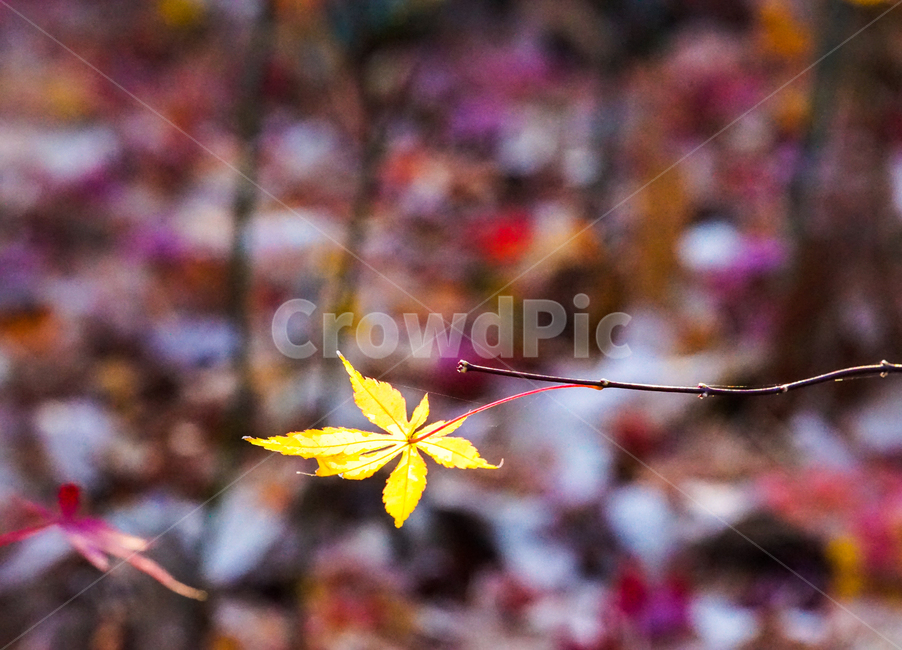 단풍,자연,식물,가을,계절,감성,가을,계절,fall,autumn,season,식물,자연,plants,nature,plant,leaf,잎,tree,나무