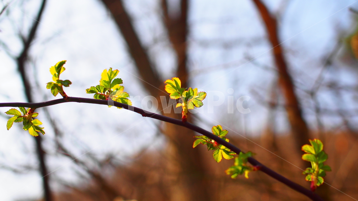 잎,나뭇가지,새순,나무,tree,leaf,nature,자연