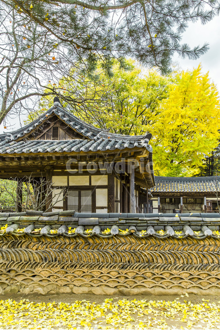 고택,담장,문양,무늬,패턴,낙엽,단풍,가을,계절,fall,autumn,season,한국전통,한국문화,korean traditional,korean culture,건축물,건물외관,exterior,building,structure,architecture,construction,건물