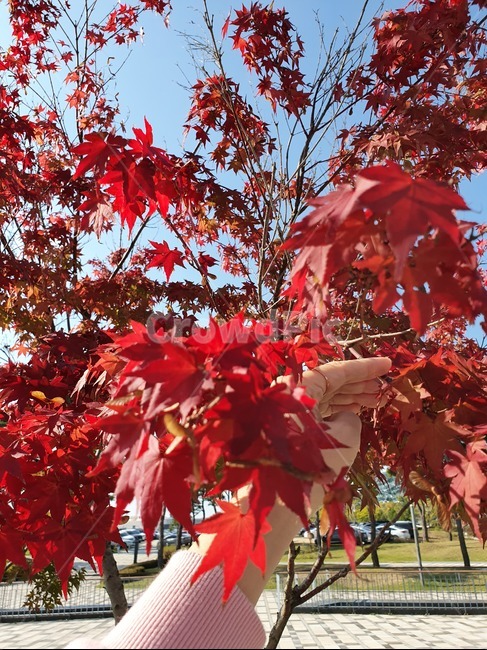단풍,가을,나무,leaf,잎,tree,plant,maple,야외,가을,계절,fall,autumn,season,식물
