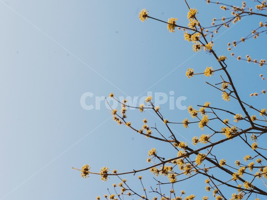 산수유,봄,봄꽃,하늘,감성사진,spring,flower,sky,봄,계절,spring,season,식물,자연,plants,nature,꽃,flower