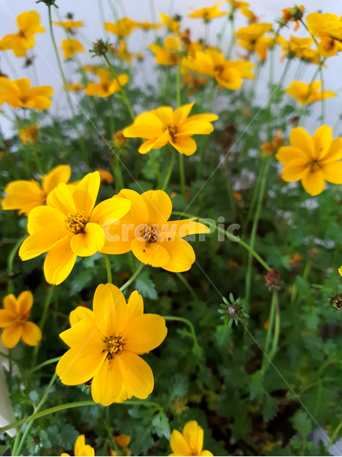 geranium,제라늄,blossom,꽃,식물,plant,flower