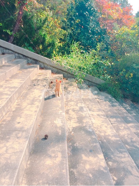 고양이,귀여움,아침햇살,궁금,계단,동물,animal,포유류,mammal,고양이,cat,kitten,kitty